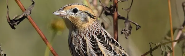 Le Conte's sparrow