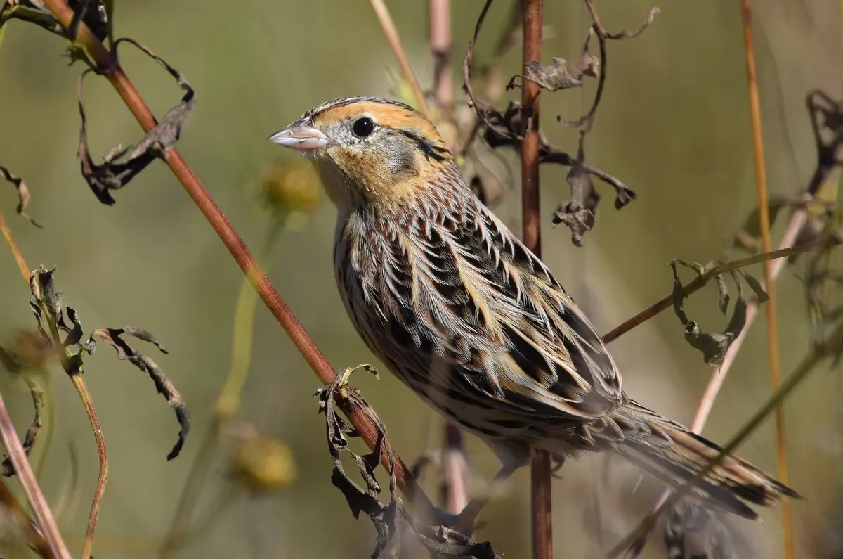 Le Conte's sparrow