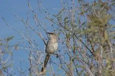 Le Conte's thrasher