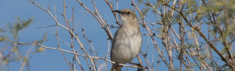 Le Conte's thrasher
