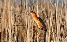 Least bittern