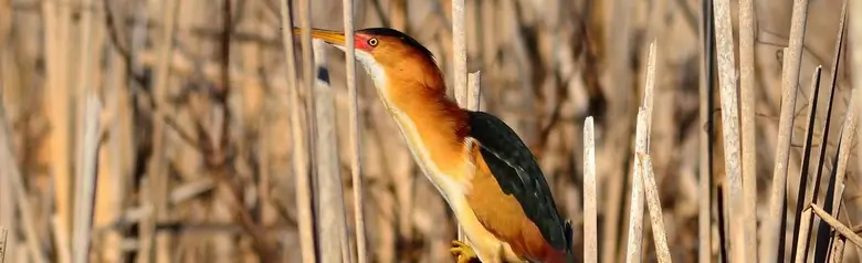 Least bittern