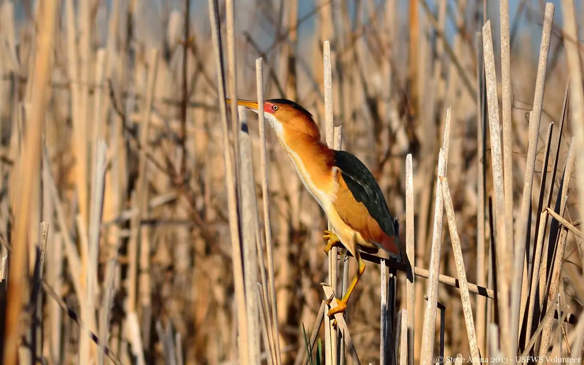 Least bittern