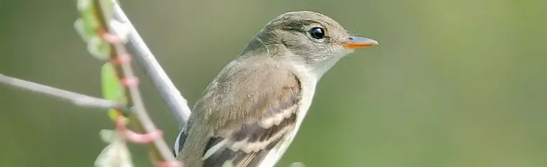 Least flycatcher