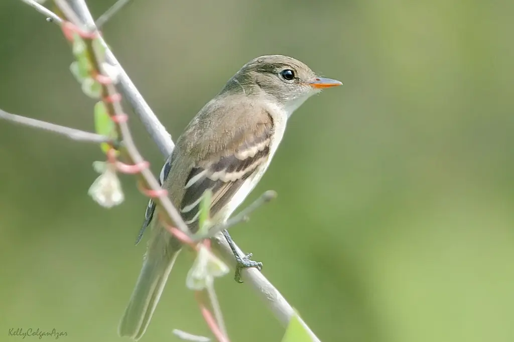 Least flycatcher