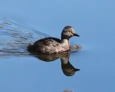 Least grebe