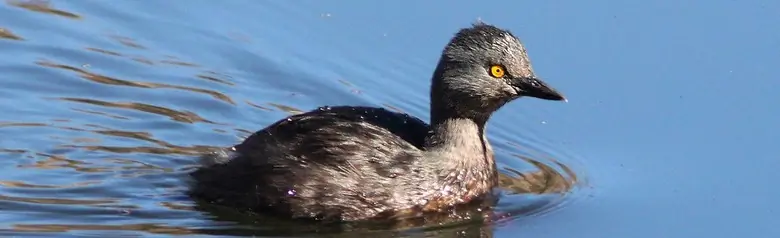 Least grebe