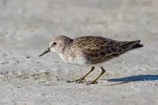 Least sandpiper
