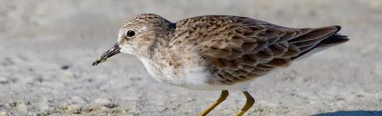 Least sandpiper