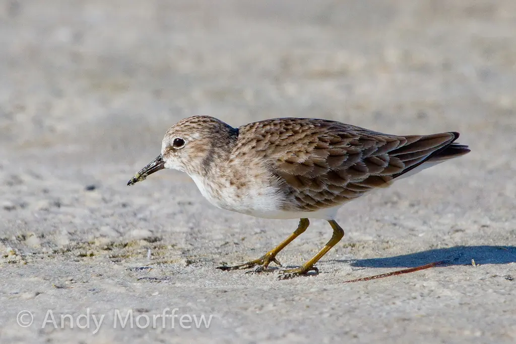 Least sandpiper