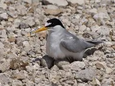 Least tern