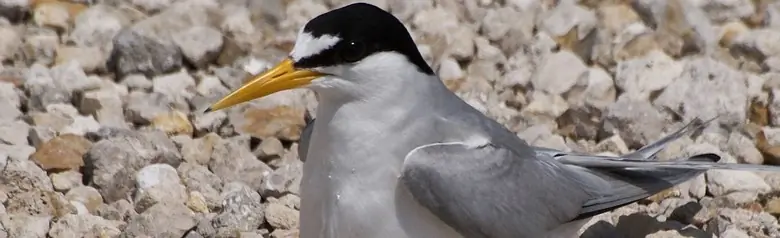 Least tern