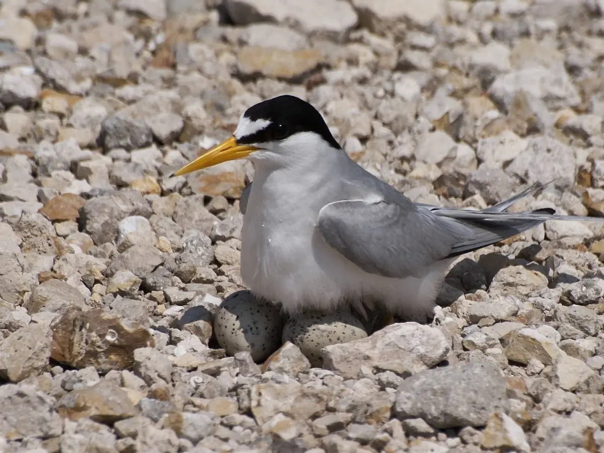 Least tern