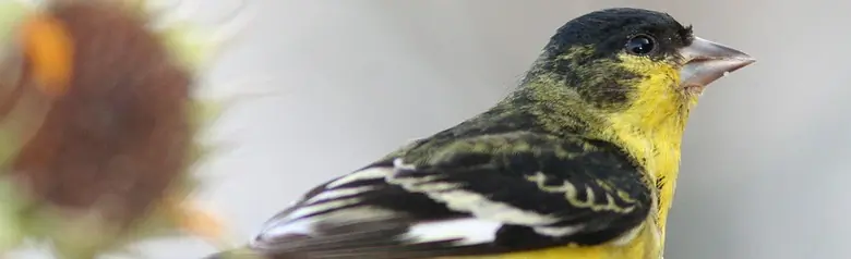 Lesser goldfinch