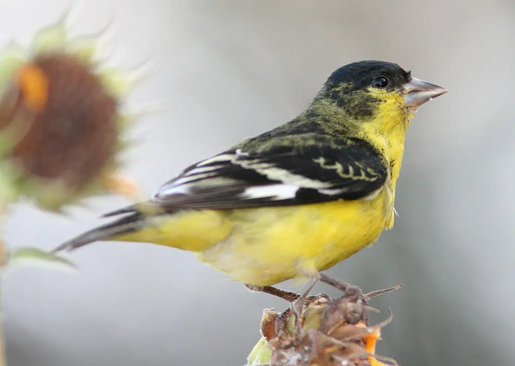 Lesser goldfinch