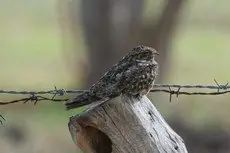 Lesser nighthawk