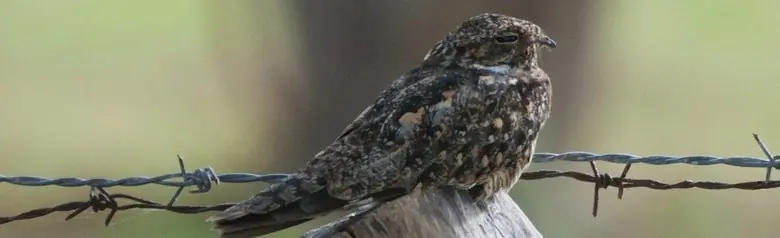 Lesser nighthawk