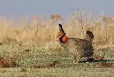 Lesser prairie chicken