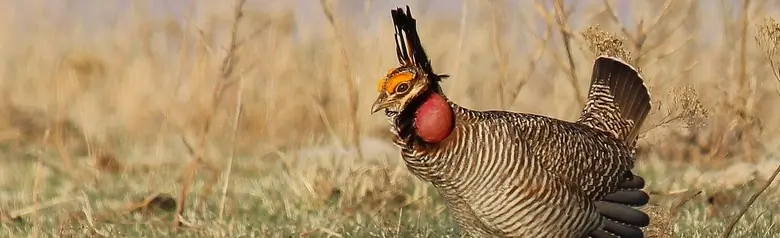 Lesser prairie chicken