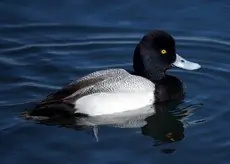 Lesser scaup