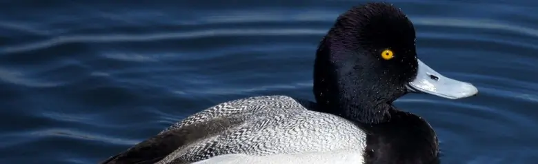 Lesser scaup
