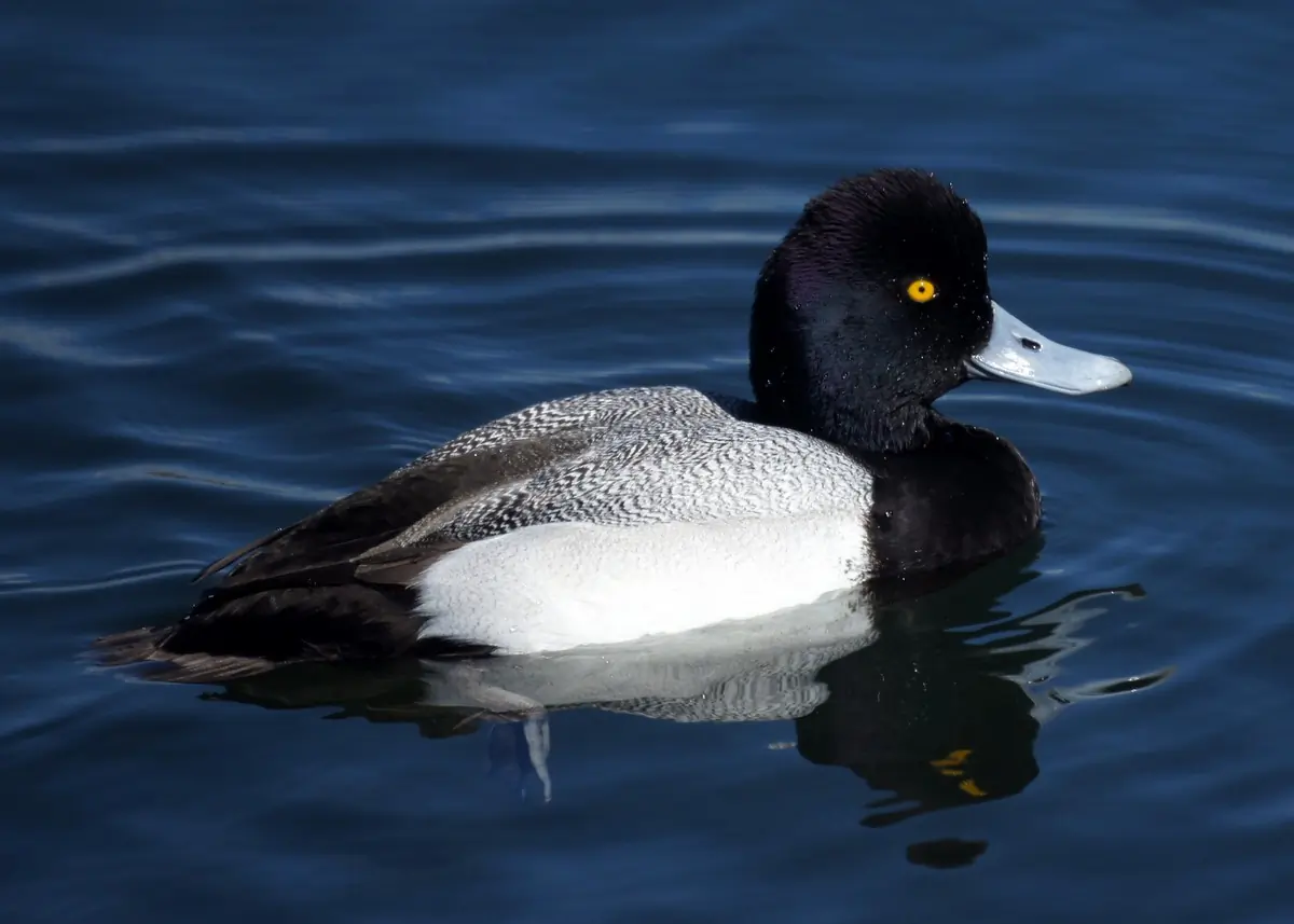 Lesser scaup