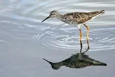 Lesser yellowlegs