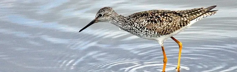 Lesser yellowlegs