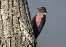 Lewis's woodpecker