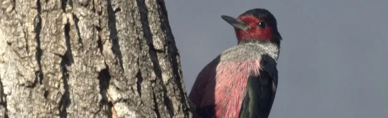 Lewis's woodpecker