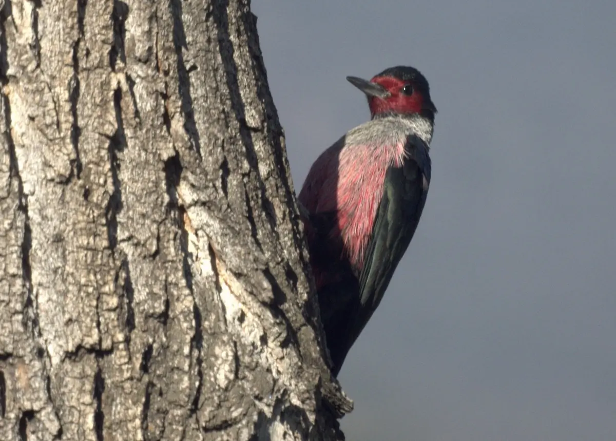 Lewis's woodpecker