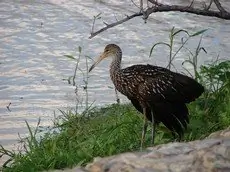 Limpkin