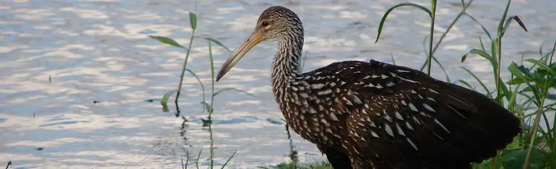 Limpkin
