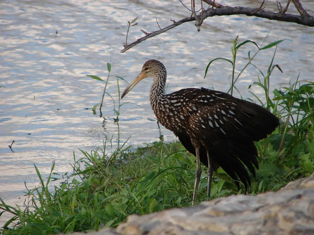 Limpkin