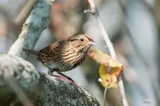 Lincoln's sparrow
