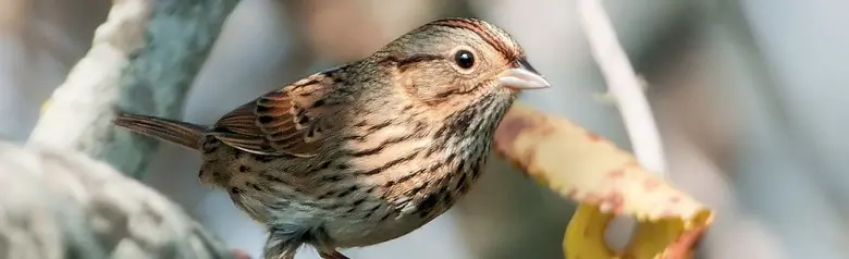 Lincoln's sparrow