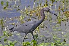 Little blue heron