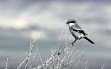 Loggerhead shrike