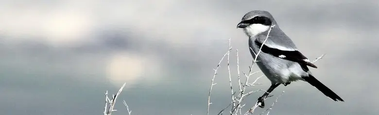 Loggerhead shrike