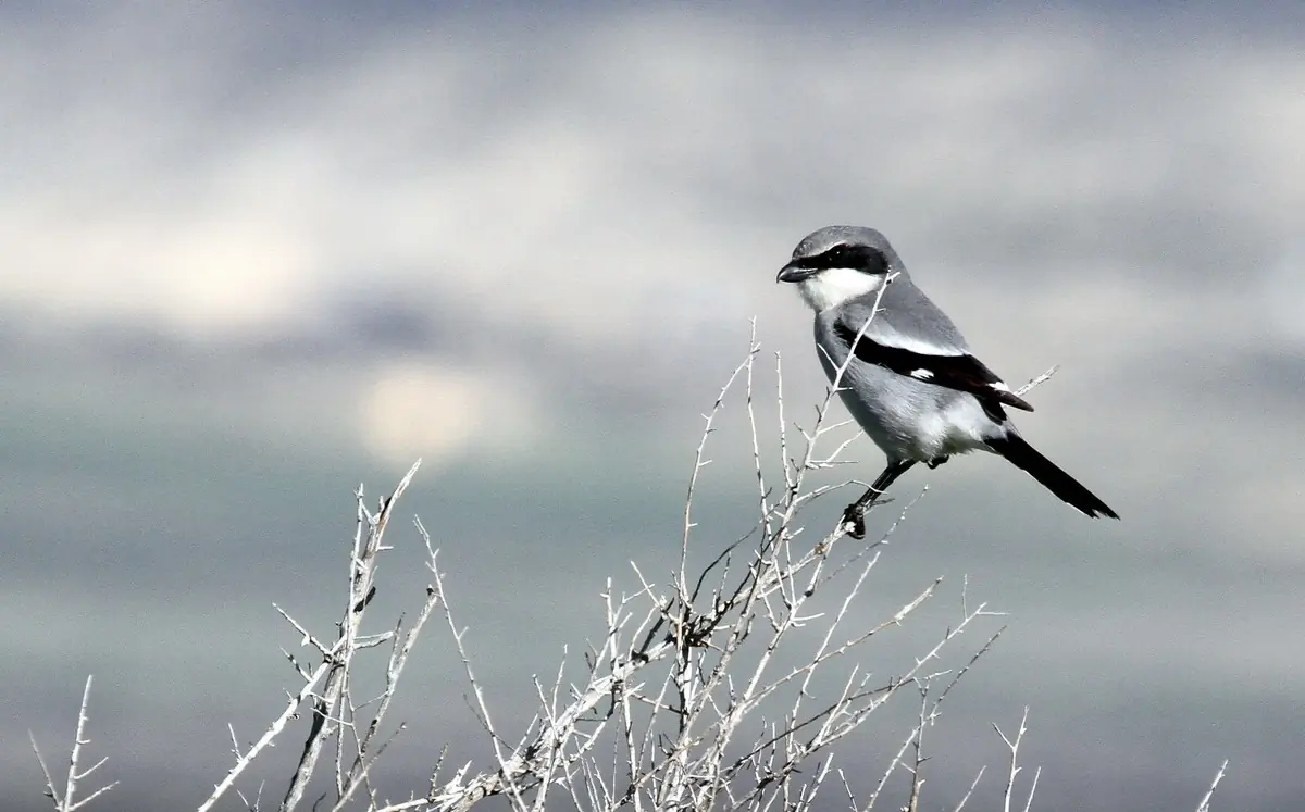 Loggerhead shrike