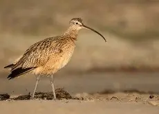Long-billed curlew