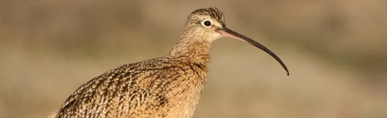 Long-billed curlew