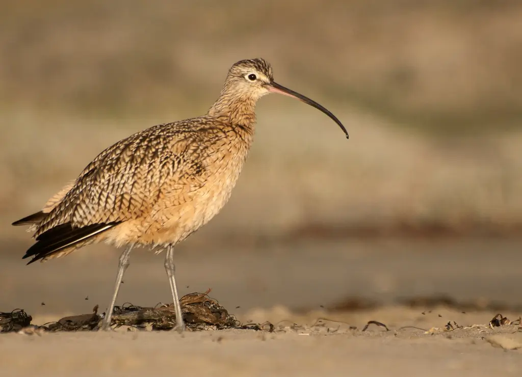 Long-billed curlew