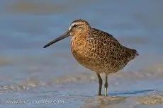 Long-billed dowitcher