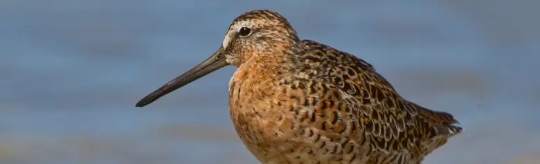 Long-billed dowitcher