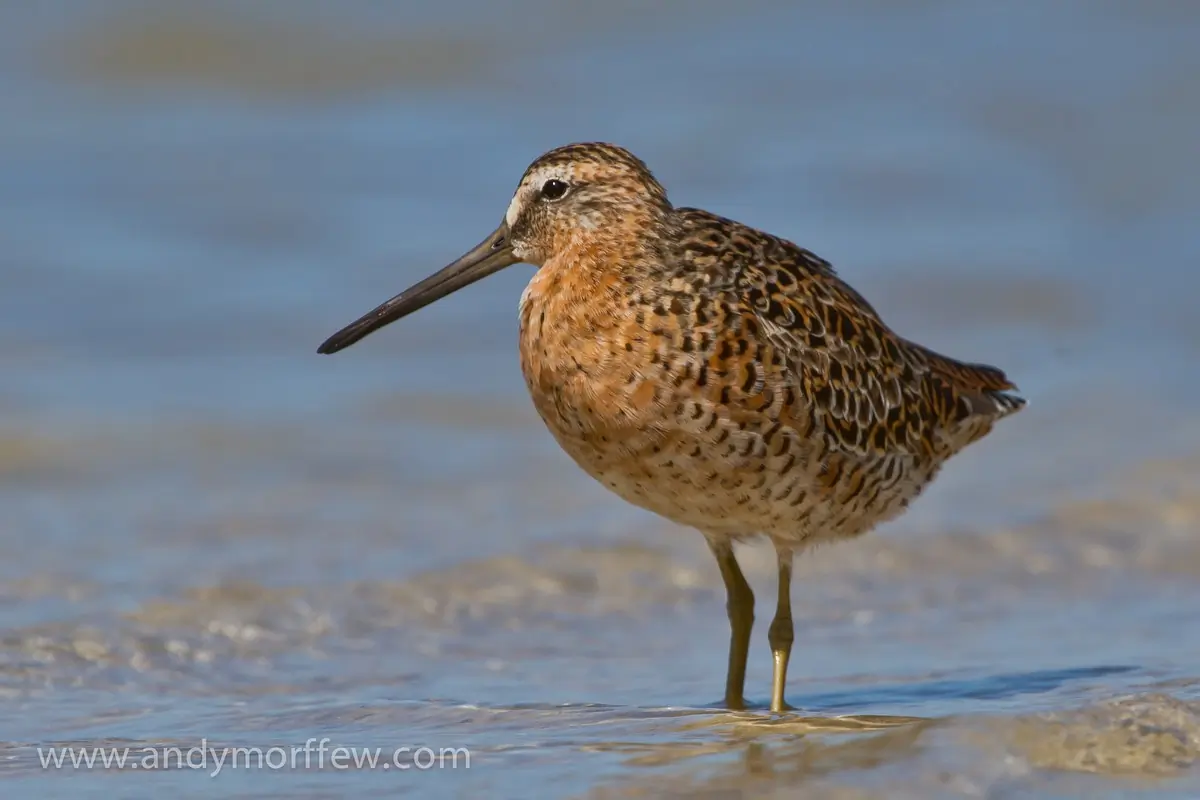 Long-billed dowitcher