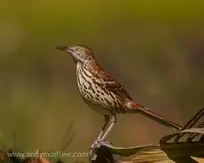 Long-billed thrasher