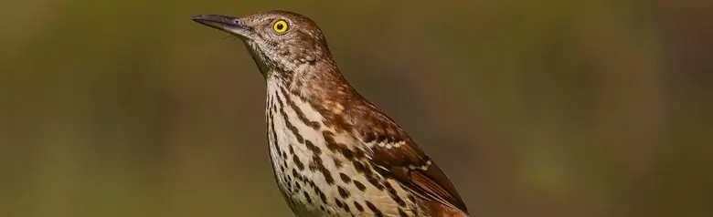 Long-billed thrasher
