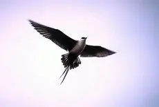 Long-tailed jaeger
