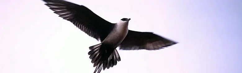 Long-tailed jaeger